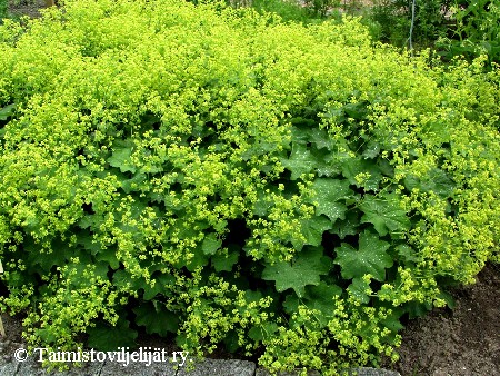  Alchemilla mollis 